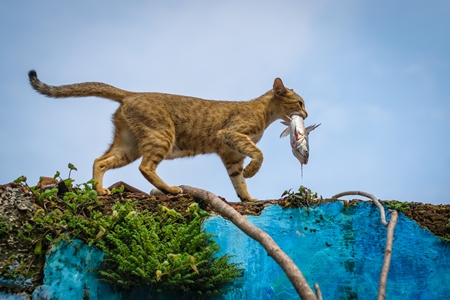 Street cat at Kochi fishing harbour in Kerala with fish in mouth