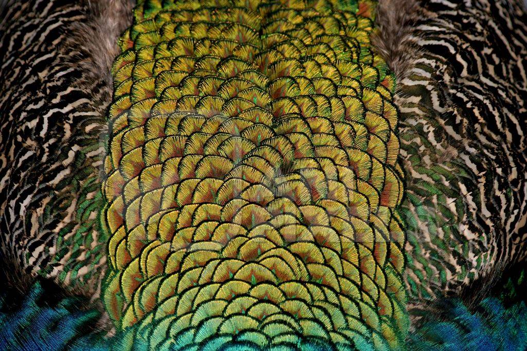Close up of beautiful peacock tail feathers