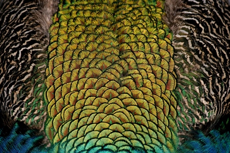 Close up of beautiful peacock tail feathers