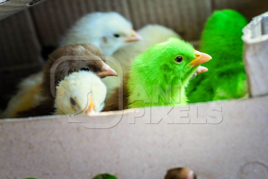 Artificially coloured chicks in cardboard box on sale at Juna Bazaar