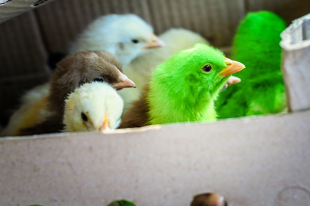 Artificially coloured chicks in cardboard box on sale at Juna Bazaar