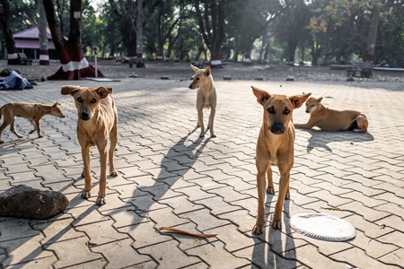 Many Indian street dogs or stray pariah dogs in a park in the city of Pune, Maharashtra, India, 2024
