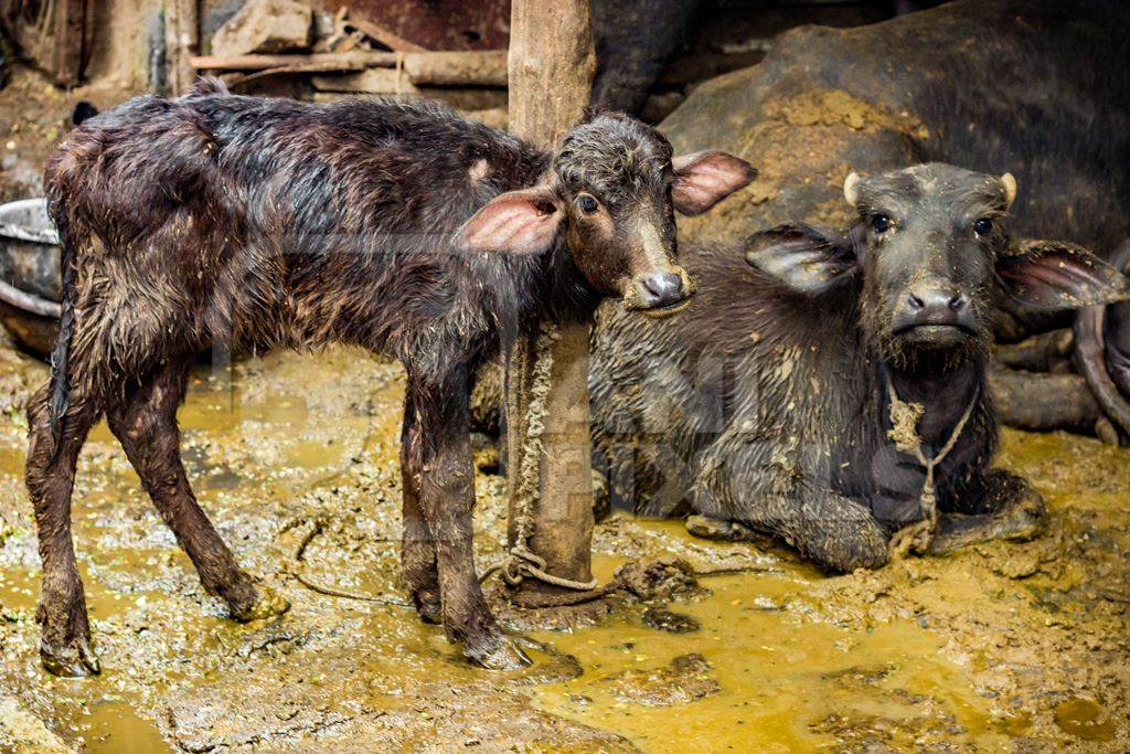 Farmed buffaloes  in urban dairy tied up in dirty conditions