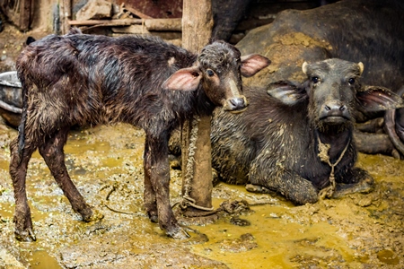 Farmed buffaloes  in urban dairy tied up in dirty conditions