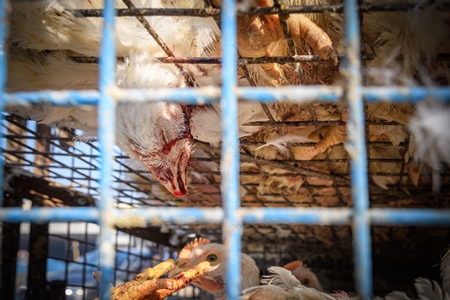 Dead Indian broiler chicken bleeding in a cage at Ghazipur murga mandi, Ghazipur, Delhi, India, 2022