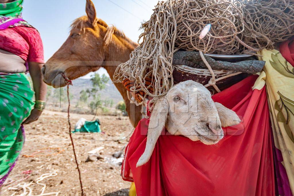 Working Indian horse or pony carrying household items including baby goats and sheep owned by nomads in rural Maharashtra