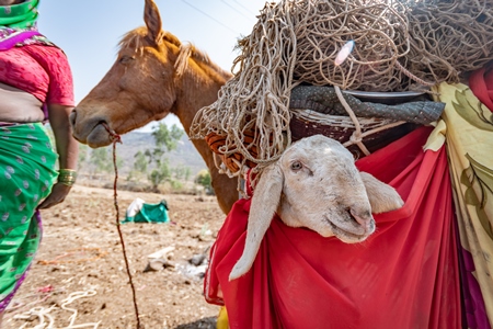 Working Indian horse or pony carrying household items including baby goats and sheep owned by nomads in rural Maharashtra