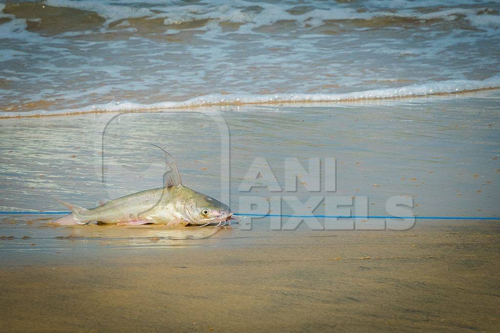 Fish with hook in mouth being dragged along on a fishing line on a sandy beach