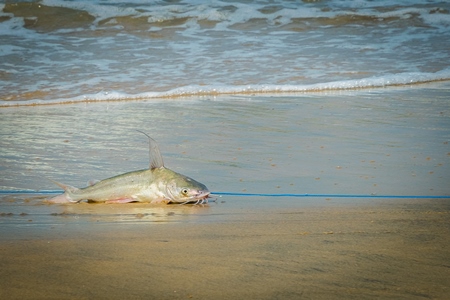 Fish with hook in mouth being dragged along on a fishing line on a sandy beach