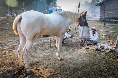 White horse with face in nosebag in field at Sonepur horse fair in Bihar