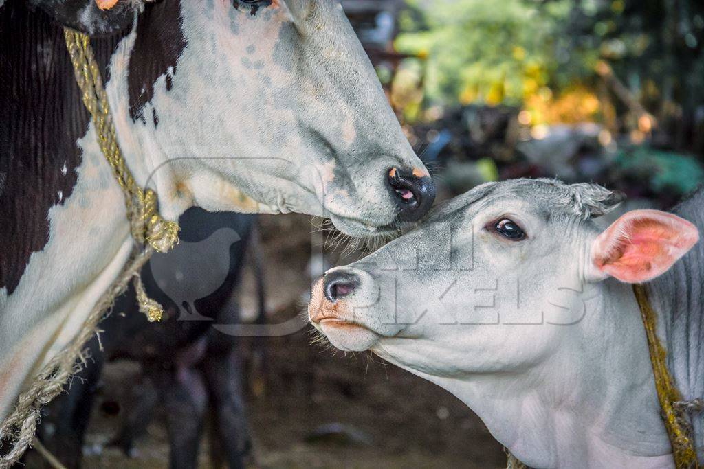 Mother cow and calf in an urban dairy in Maharashtra