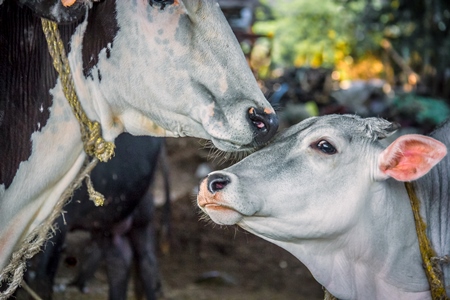 Mother cow and calf in an urban dairy in Maharashtra