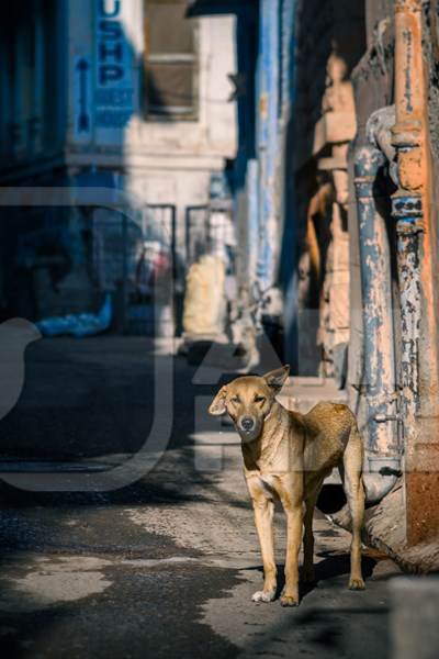 Indian street dog or stray pariah dog standing in the street in the urban city of Jodhpur, India, 2022