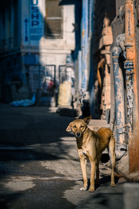 Indian street dog or stray pariah dog standing in the street in the urban city of Jodhpur, India, 2022