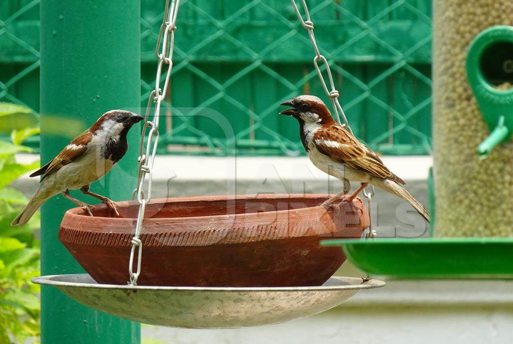 House sparrows sitting on bird feeder in urban city with green background, India