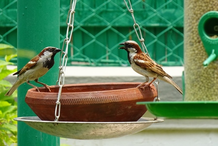 House sparrows sitting on bird feeder in urban city with green background, India