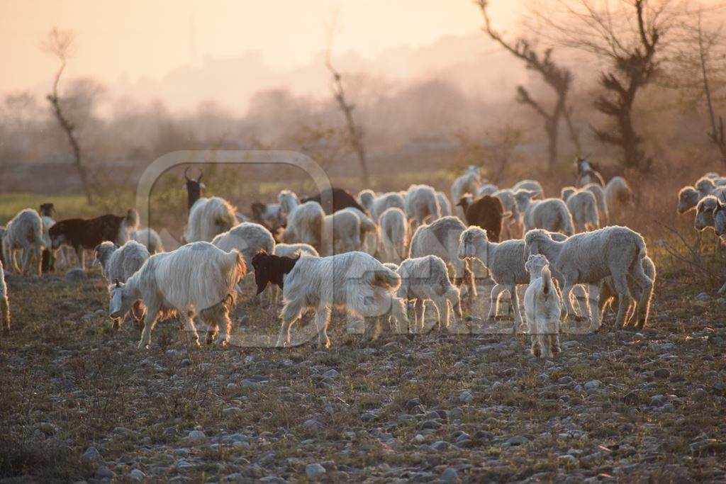 Herd of goats on grassland in rural setting