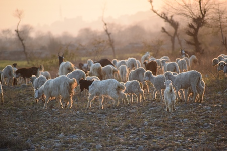 Herd of goats on grassland in rural setting