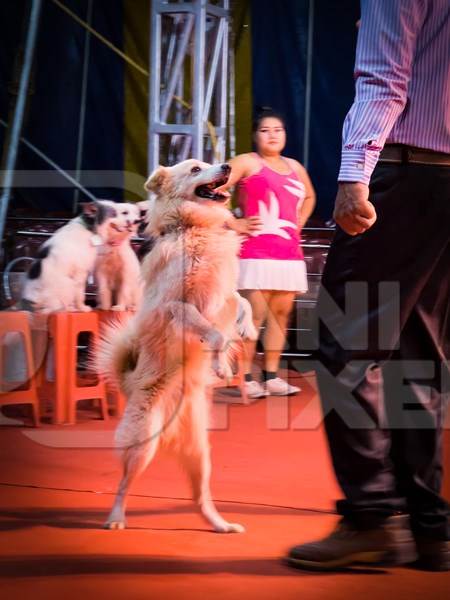 Performing dog standing on hind legs at a show by Rambo Circus in Pune, Maharashtra, India, 2021