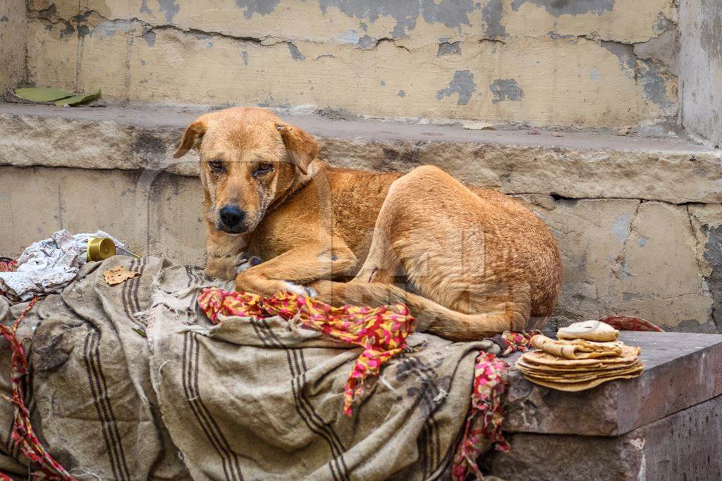 Indian street dog or stray pariah dog with blanket and chapati in the urban city of Jodhpur, India, 2022