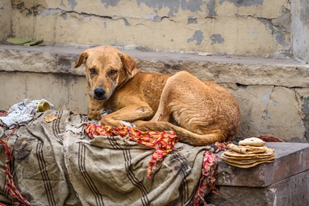 Indian street dog or stray pariah dog with blanket and chapati in the urban city of Jodhpur, India, 2022