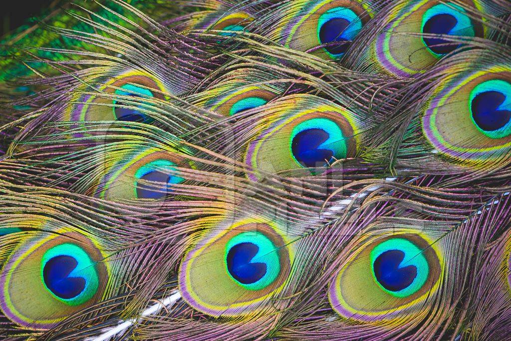 Colourful peacock feathers