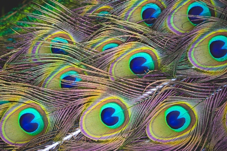 Colourful peacock feathers