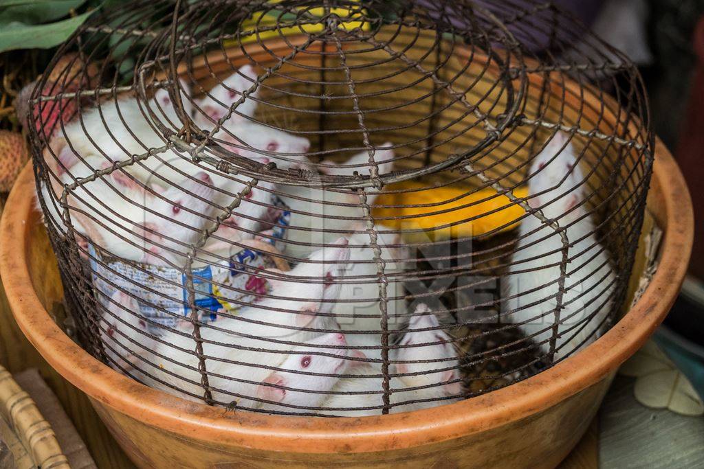 Small white mice in a cage on sale for eating at an exotic market