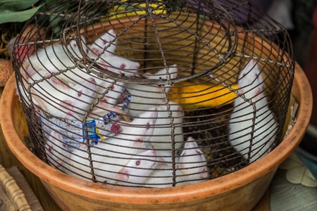 Small white mice in a cage on sale for eating at an exotic market