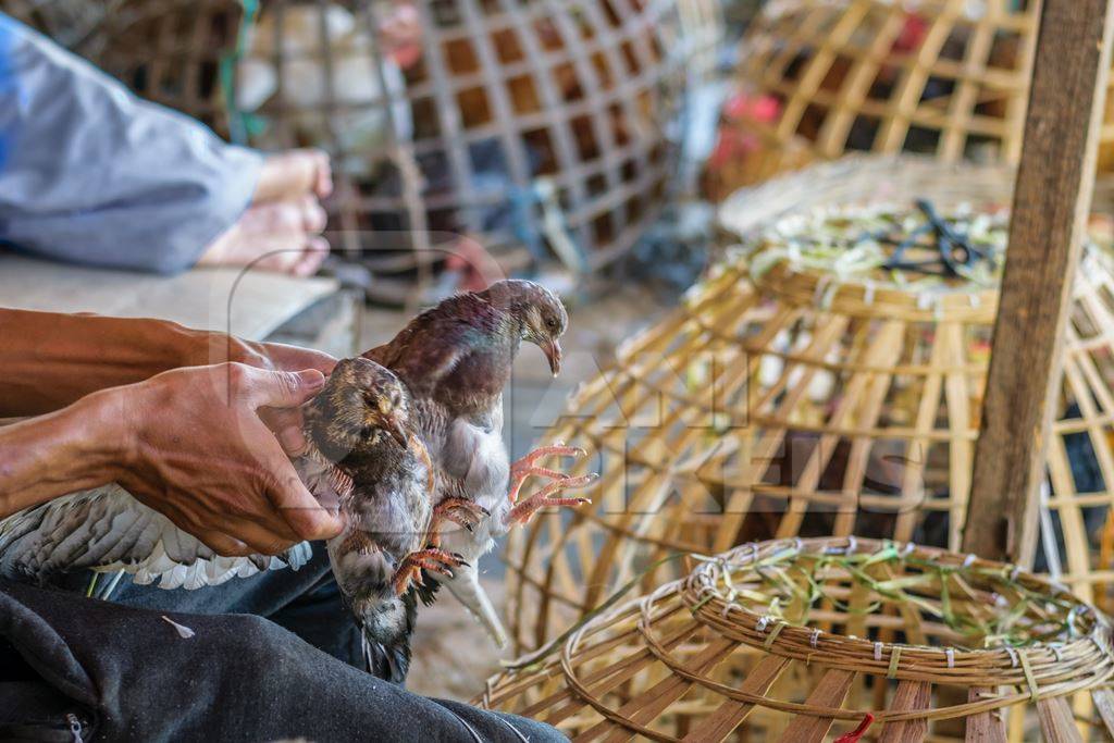 Chickens on sale in bamboo baskets at an animal market