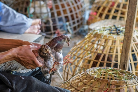 Chickens on sale in bamboo baskets at an animal market