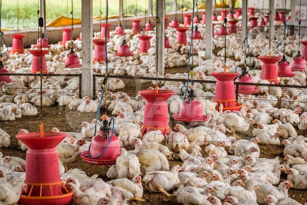 White broiler chickens raised for meat on a large poultry broiler farm in Maharashtra in India