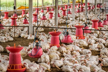 White broiler chickens raised for meat on a large poultry broiler farm in Maharashtra in India