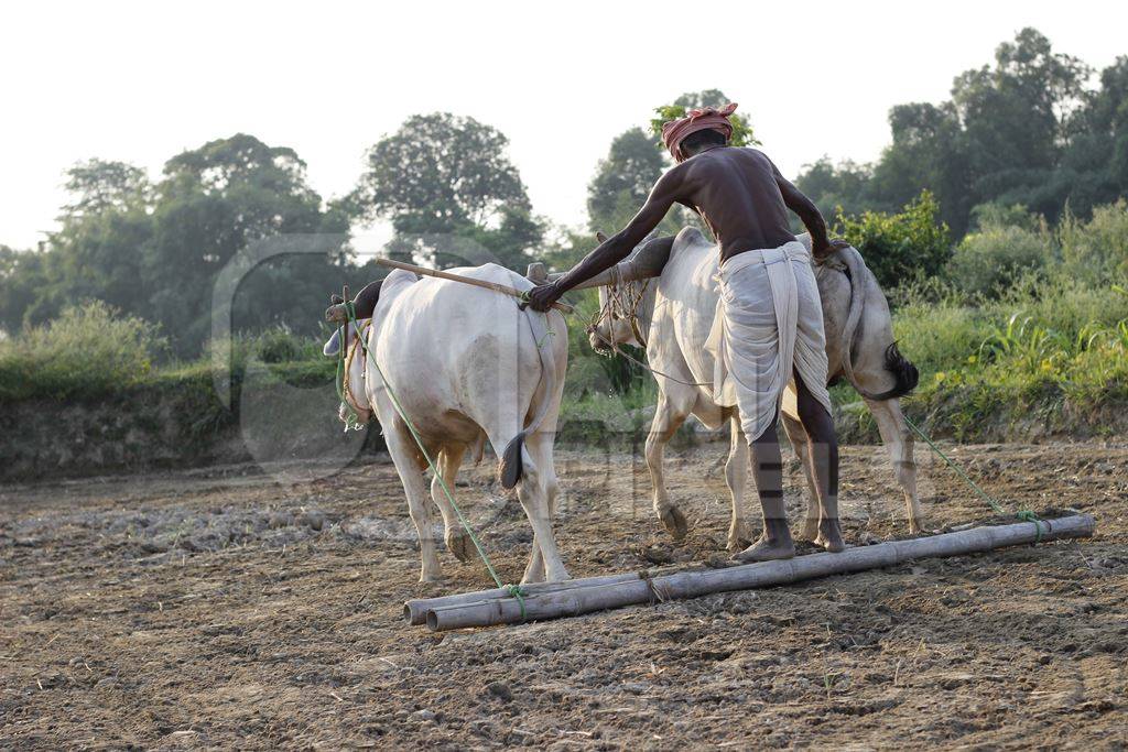 Bullocks pulling plough through a field with a farmer