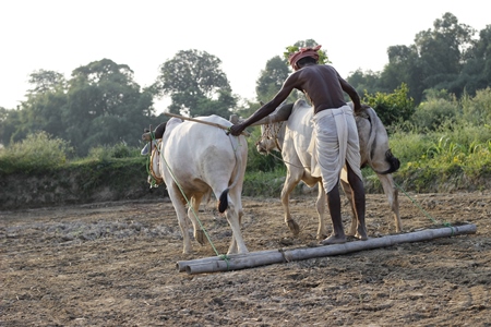 Bullocks pulling plough through a field with a farmer