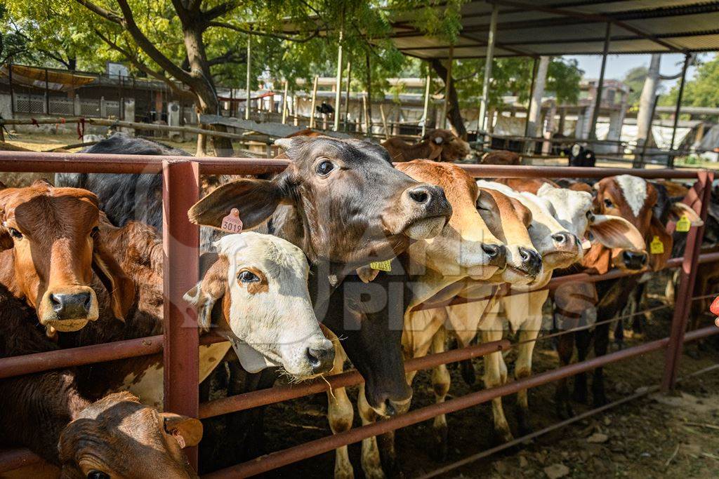 Large herd of Indian cows in an enclosure at a gaushala or goshala in Jaipur, India, 2022