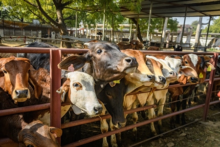 Large herd of Indian cows in an enclosure at a gaushala or goshala in Jaipur, India, 2022