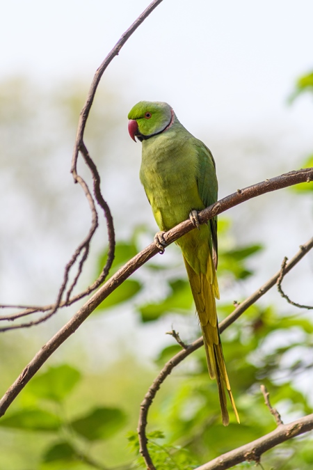 Indian rose ringed parakeet sitting on a branch, Delhi, India, 2023