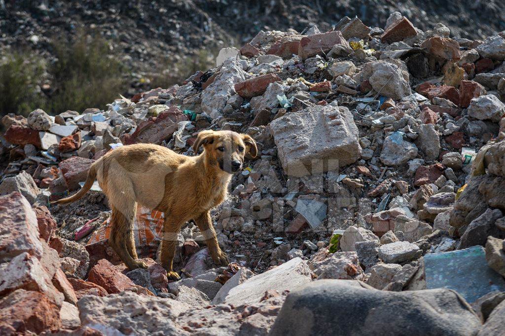 Indian street dog puppy or stray pariah dog puppy on garbage and waste dump, Ghazipur landfill, Delhi, India, 2022