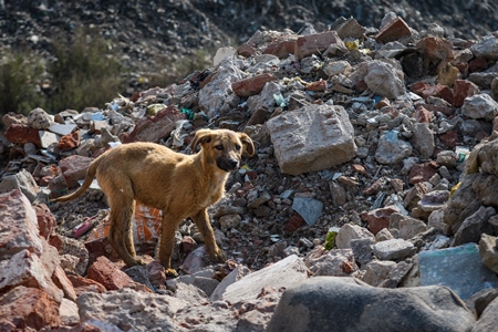 Indian street dog puppy or stray pariah dog puppy on garbage and waste dump, Ghazipur landfill, Delhi, India, 2022