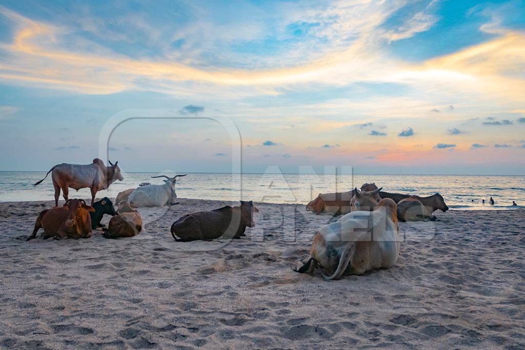 Many cows on the beach in Goa, India