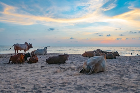 Many cows on the beach in Goa, India