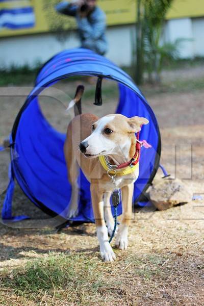 Pet dog participating in agility course training