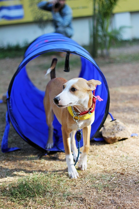 Pet dog participating in agility course training