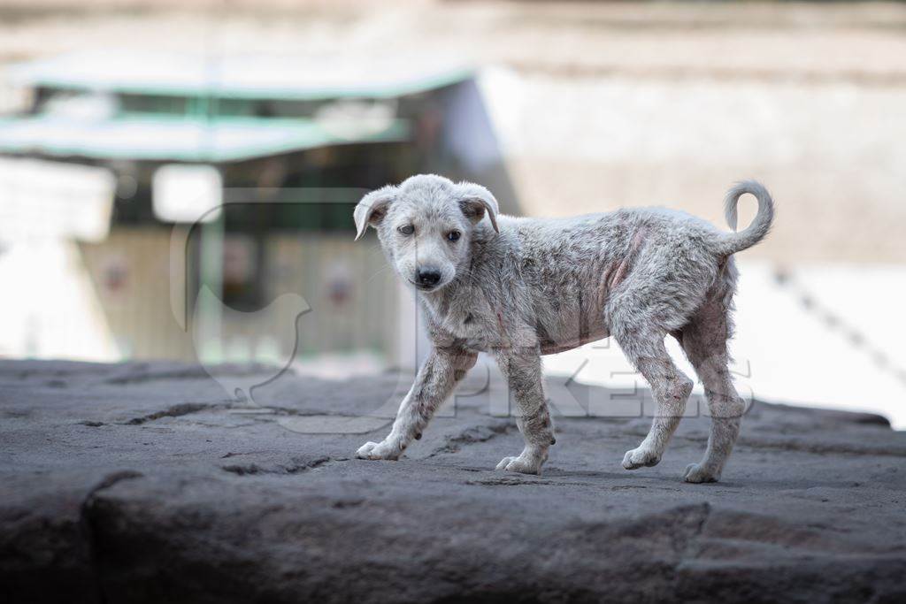 Small white Indian street dog puppy or stray pariah dog puppywith skin infection in the urban city of Jodhpur, India, 2022
