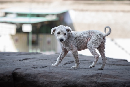 Small white Indian street dog puppy or stray pariah dog puppywith skin infection in the urban city of Jodhpur, India, 2022