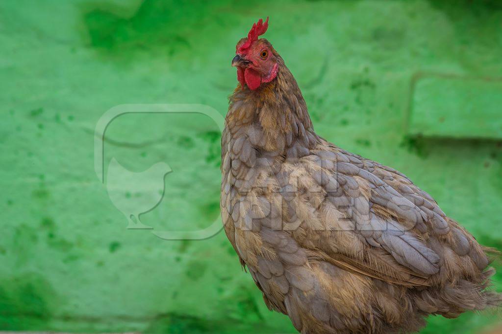 Free range chicken in a rural village in Bihar in India with green background