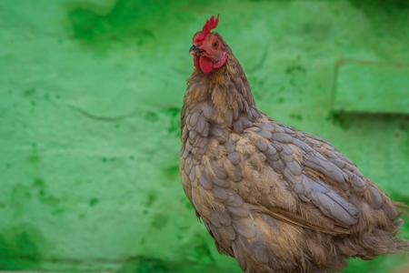 Free range chicken in a rural village in Bihar in India with green background