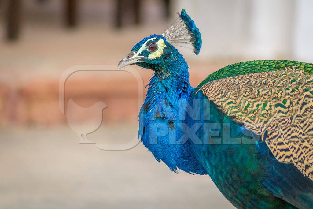 Photo of beautiful blue Indian peacock bird, national bird of India in Bikaner in Rajasthan in India