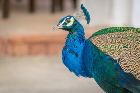 Photo of beautiful blue Indian peacock bird, national bird of India in Bikaner in Rajasthan in India